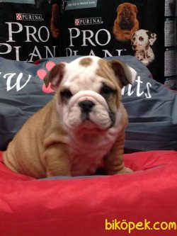 İNGİLİZ BULLDOG YAVRULARI 1