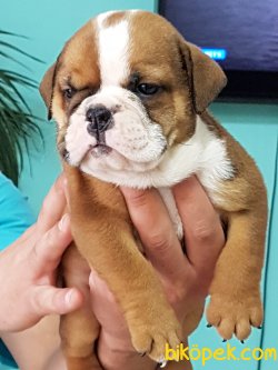 İNGİLİZ BULLDOG YAVRULARI 1