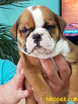 İNGİLİZ BULLDOG YAVRULARI 2
