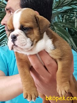 İNGİLİZ BULLDOG YAVRULARI 3