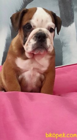 İNGİLİZ BULLDOG YAVRULARI 2