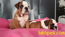 İNGİLİZ BULLDOG YAVRULARI 3