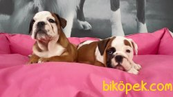 İNGİLİZ BULLDOG YAVRULARI 5