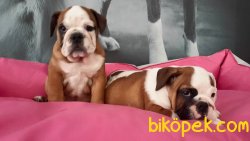 İNGİLİZ BULLDOG YAVRULARI 4