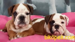 İNGİLİZ BULLDOG YAVRULARI 1