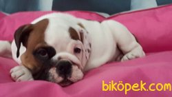 İNGİLİZ BULLDOG YAVRULARI 4