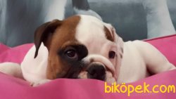 İNGİLİZ BULLDOG YAVRULARI 3