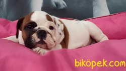 İNGİLİZ BULLDOG YAVRULARI 2
