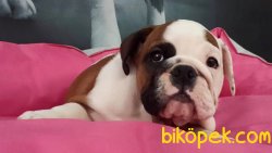 İNGİLİZ BULLDOG YAVRULARI 1