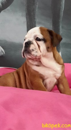 İNGİLİZ BULLDOG YAVRULARI 4