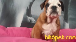 İNGİLİZ BULLDOG YAVRULARI 1