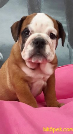 İNGİLİZ BULLDOG YAVRULARI 5