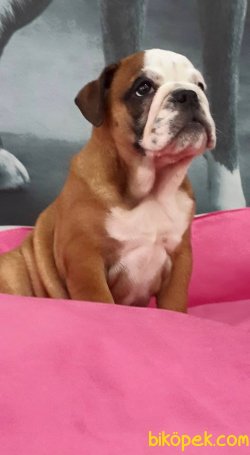 İNGİLİZ BULLDOG YAVRULARI 3