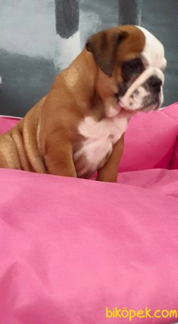 İNGİLİZ BULLDOG YAVRULARI 2