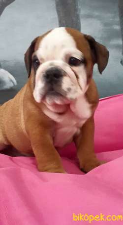 İngiliz Bulldog Yavruları ÇİFTLİKTEN 4