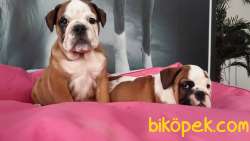İngiliz Bulldog Yavruları ÇİFTLİKTEN 5