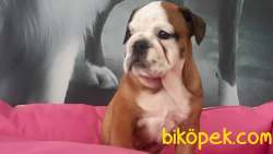 İngiliz Bulldog Yavruları ÇİFTLİKTEN 3
