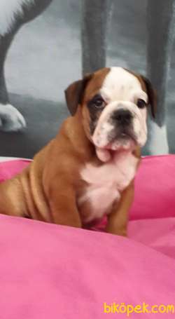 İngiliz Bulldog Yavruları ÇİFTLİKTEN 2