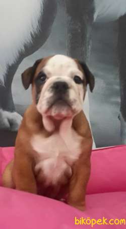 İngiliz Bulldog Yavruları ÇİFTLİKTEN 1