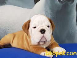 İNGİLİZ BULLDOG YAVRULARI GELDİ 4