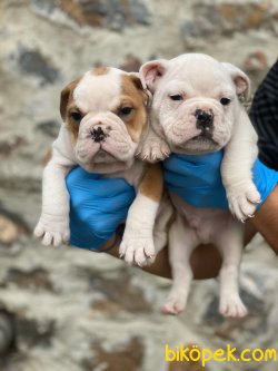 INGILIZ BULLDOG YAVRULARIMIZ 2