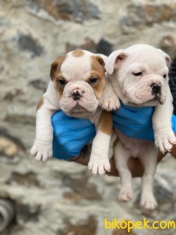 INGILIZ BULLDOG YAVRULARIMIZ 1