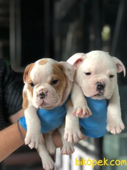 İNGİLİZ BULLDOG YAVRULARIMIZ 1
