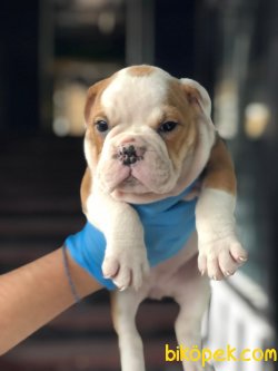 İNGİLİZ BULLDOG YAVRULARIMIZ 3