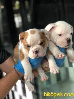 İNGİLİZ BULLDOG YAVRULARIMIZ 2