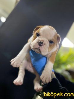 İngiliz Bulldog Yavrularımız 3