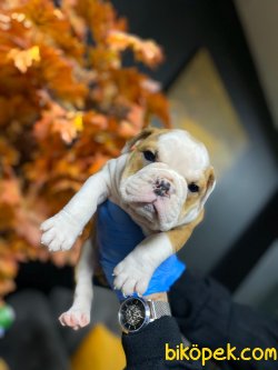 İngiliz Bulldog Yavrularımız 1
