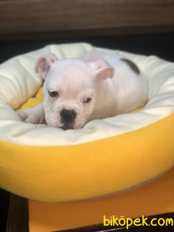 INGILIZ BULLDOG YAVRULARIMIZ 3
