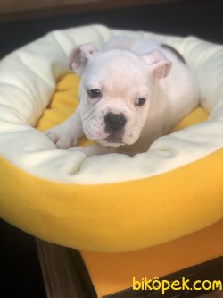 INGILIZ BULLDOG YAVRULARIMIZ 2