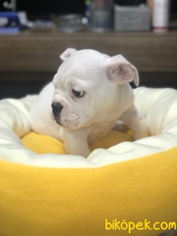 INGILIZ BULLDOG YAVRULARIMIZ 1