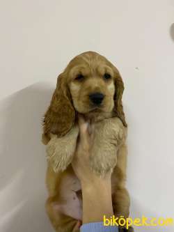 İngiliz Cocker Yavru Köpek 5