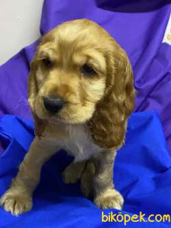 İngiliz Cocker Yavru Köpek 3