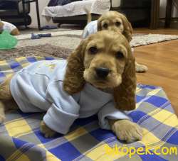 İngiliz Cocker Yavru Köpek 2