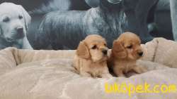 İNGİLİZ COCKER YAVRULARI ÇİFTLİKTEN 1