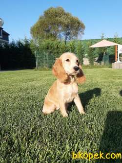 İNGİLİZ COCKER YAVRULARI ÇİFTLİKTEN 3