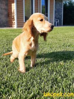 Sevi̇mli̇ İ̇ngi̇li̇z Cocker Yavruları Çi̇ftli̇kten 1