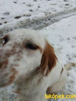 Ingiliz Setter Av Köpegi 1
