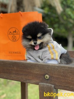 Irk Belgeli Boo Pomeranian Teddy Bear Ayı Surat 4