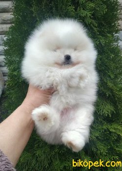 Irk Belgeli Pomeranain Boo Ayı Surat Irk Belgeli 3