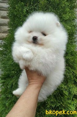 Irk Belgeli Pomeranain Boo Ayı Surat Irk Belgeli 2