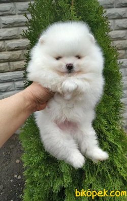 Irk Belgeli Pomeranain Boo Ayı Surat Irk Belgeli 1