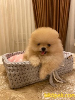 Irk Belgeli Teddy Bear Pomeranian Boo 1