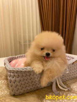 Irk Belgeli Teddy Bear Pomeranian Boo 3