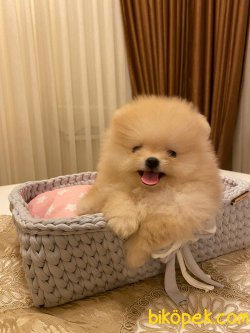 Irk Belgeli Teddy Bear Pomeranian Boo 2