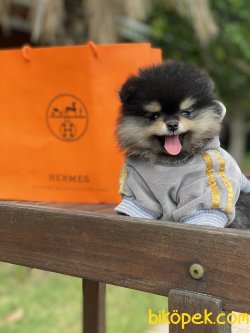 Irk Belgeli Teddy Bear Pomeranian Boo Ayı Surat 3