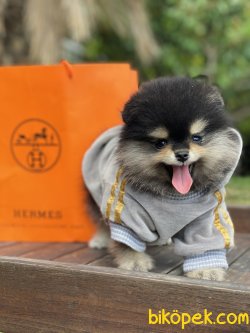 Irk Belgeli Teddy Bear Pomeranian Boo Ayı Surat 1